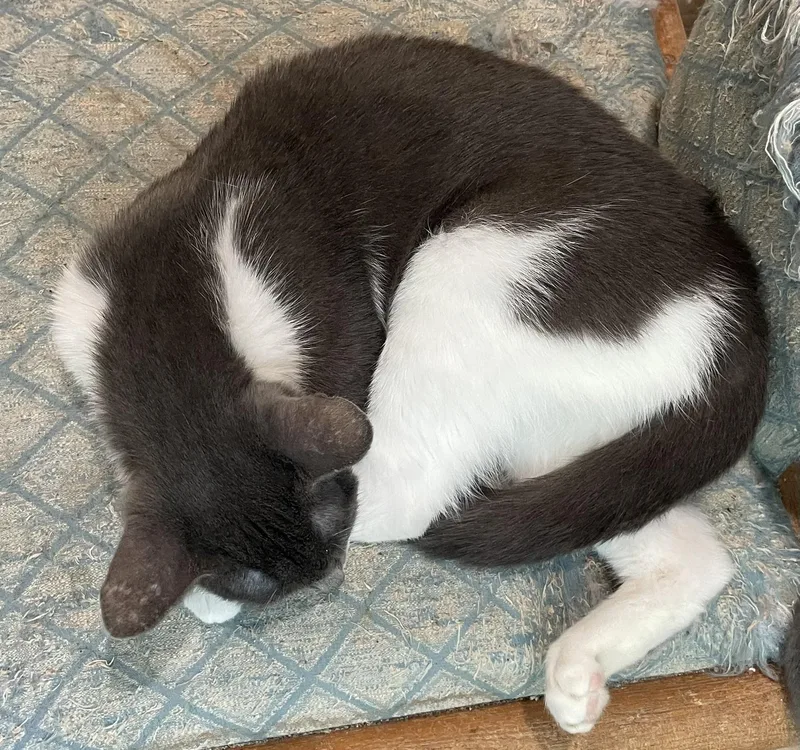 A young medium-sized female Gray & White Domestic Short Hair cat named WinonaPortofino PetSmart for adoption in Spring, TX