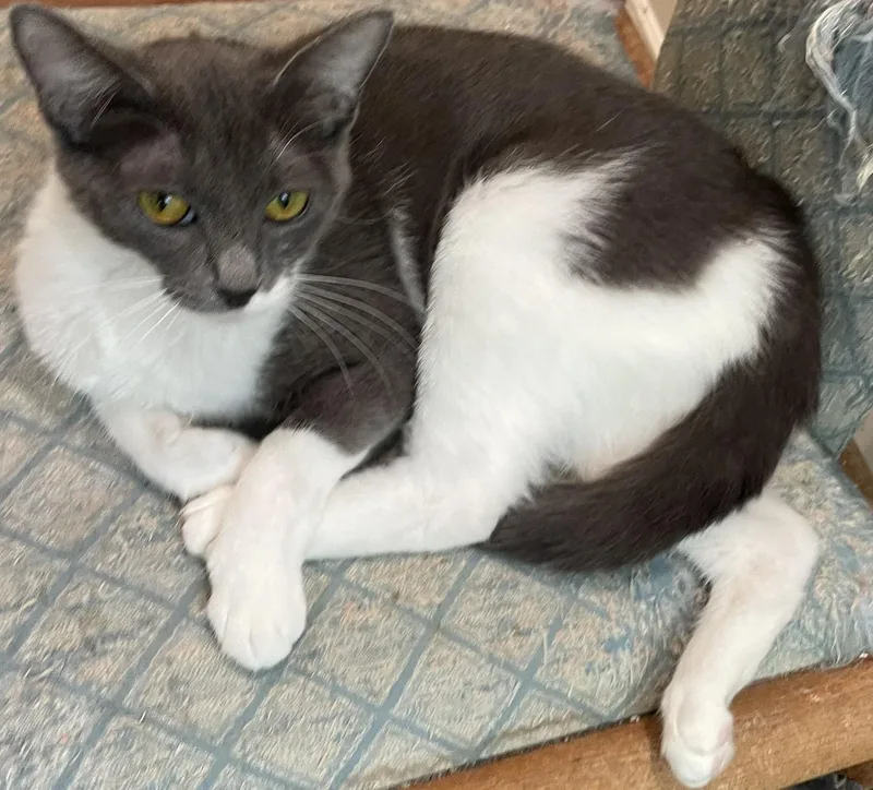 WinonaPortofino PetSmart thumbnail 2
