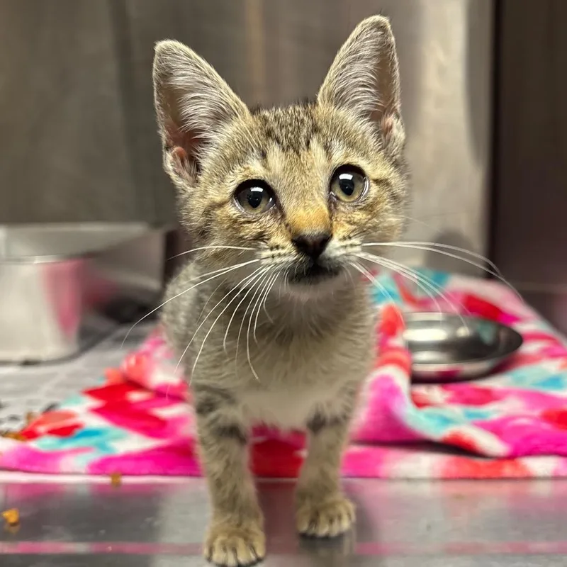 A baby small-sized female Brown / Chocolate Domestic Short Hair cat named Spam Musubi for adoption in Austin, TX