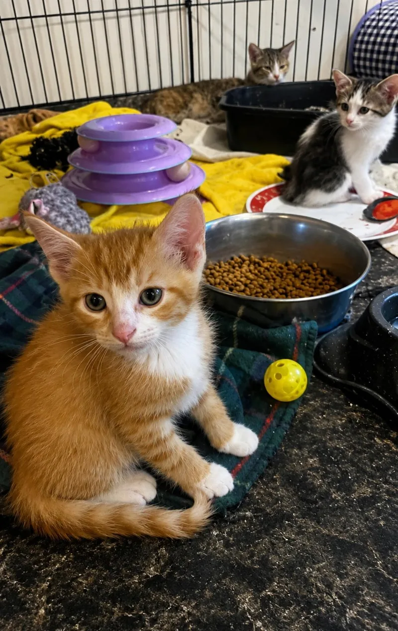 A baby medium-sized male Domestic Short Hair cat named Mookie & Sunny for adoption in Sauk City, WI