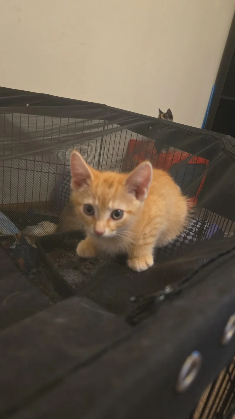 Mookie & Sunny thumbnail 2
