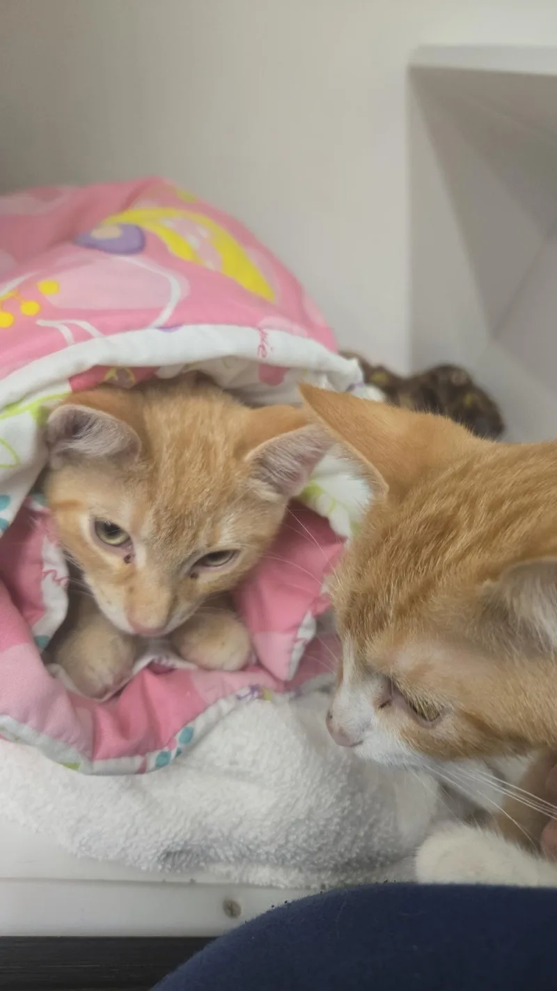 Mookie & Sunny thumbnail 4