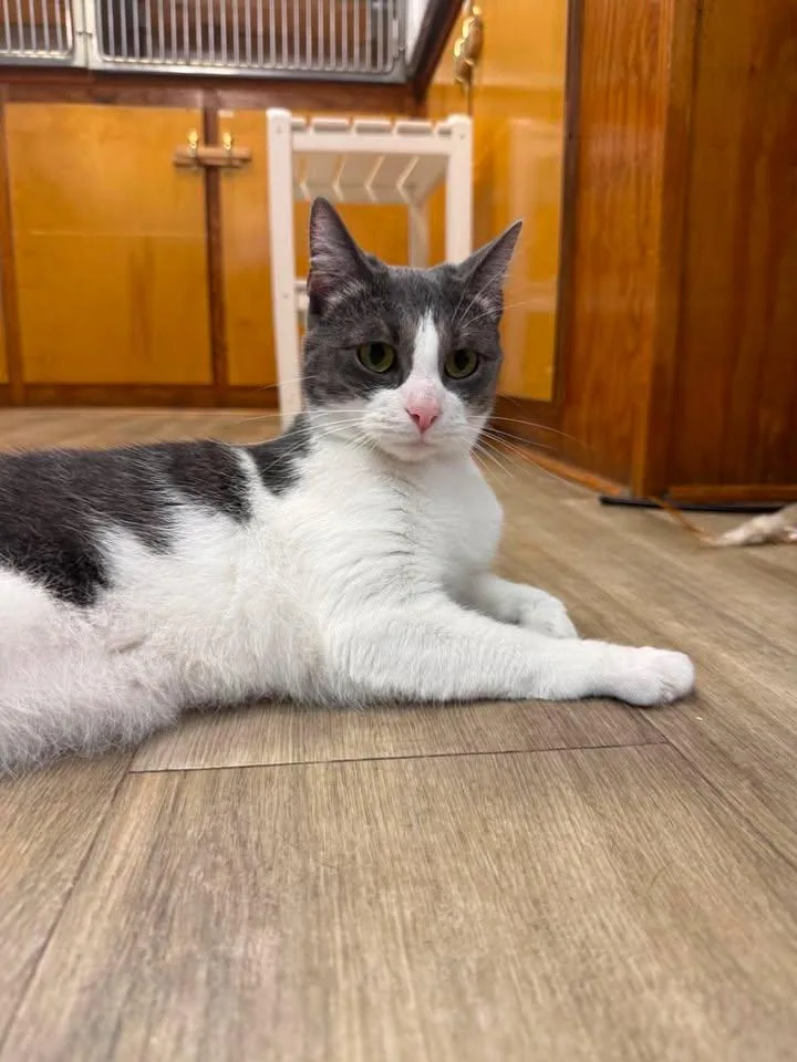 An adult medium-sized female Gray & White Domestic Short Hair cat named Harmony for adoption in Wilmington, NC