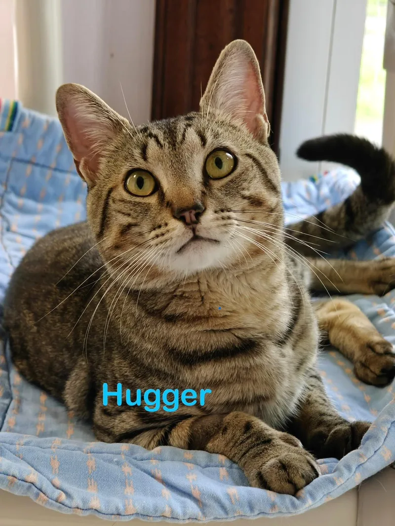 A young medium-sized male Tabby (Brown / Chocolate) Domestic Short Hair cat named Hugger for adoption in New Britain, CT