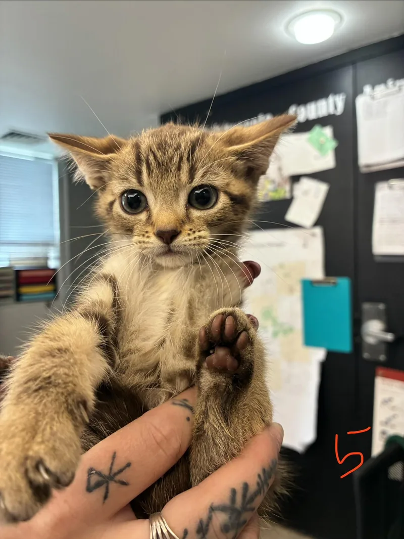 A baby medium-sized male Tabby (Buff / Tan / Fawn) Domestic Short Hair cat named Archie for adoption in Caro, MI
