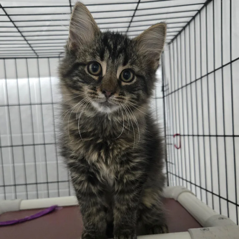 A baby small-sized male Domestic Long Hair cat named Machete for adoption in Grand Rapids, MI