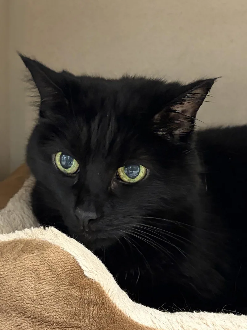 A senior medium-sized female Domestic Short Hair cat named Fuzzy Girl for adoption in Beacon, NY