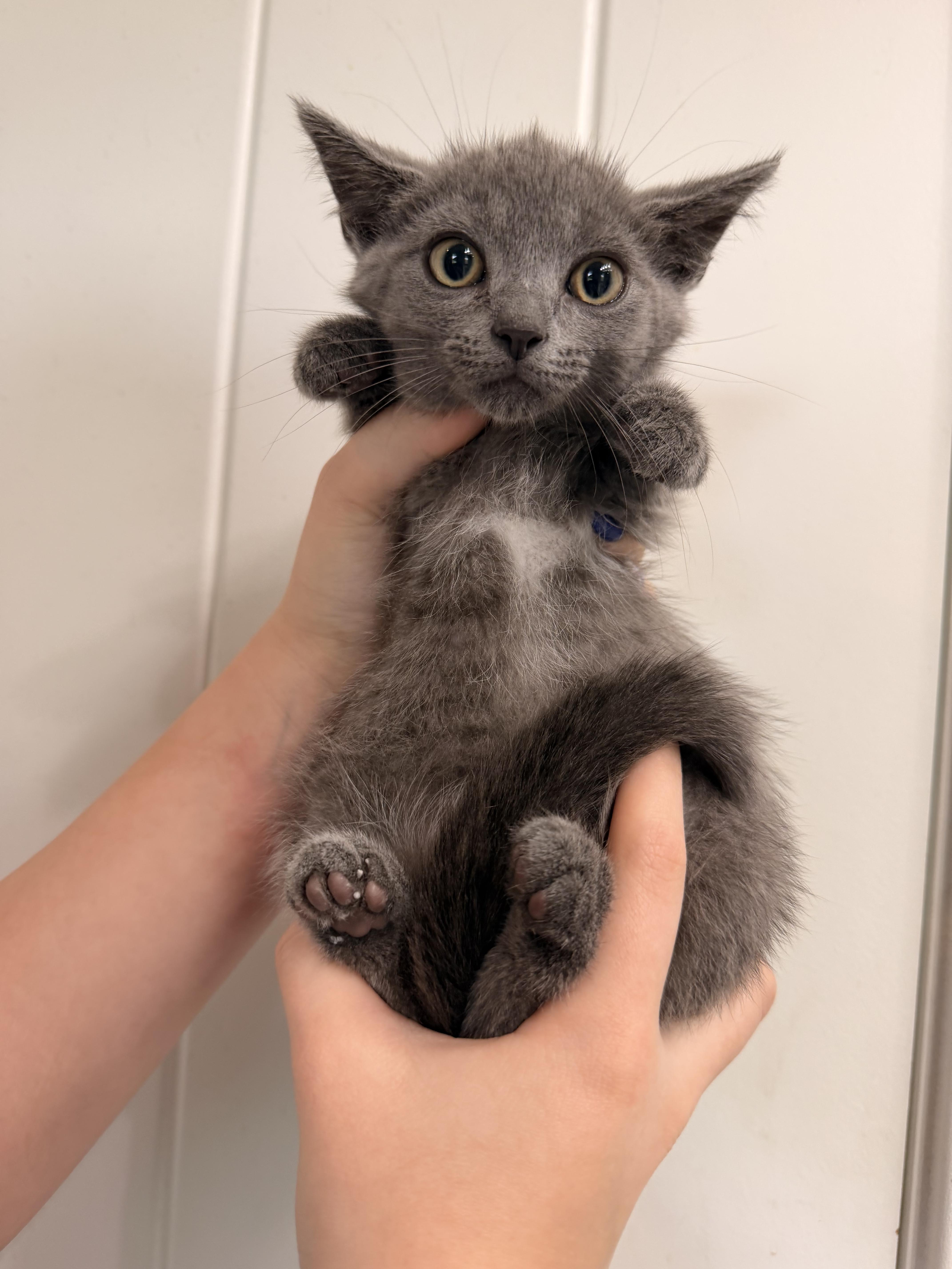 A baby medium-sized female Gray / Blue / Silver Domestic Short Hair cat named Aspen for adoption in Louisville, KY