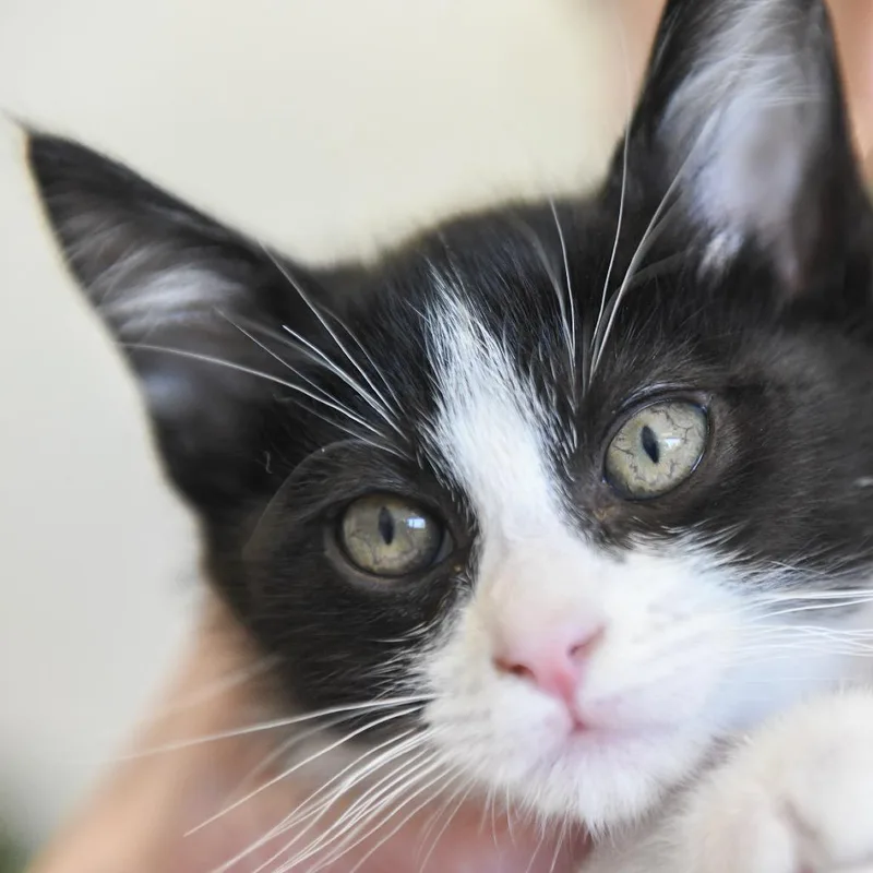 A baby small-sized male Black Domestic Short Hair cat named Terry for adoption in Redwood City, CA