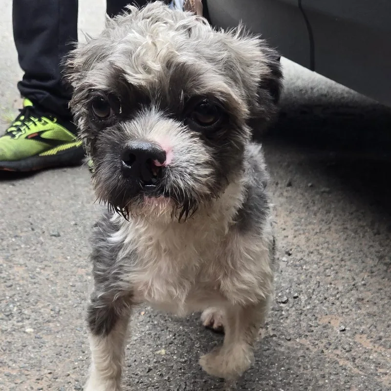 A baby small-sized male Black Shih Tzu dog named Mickey for adoption in Newark, NJ