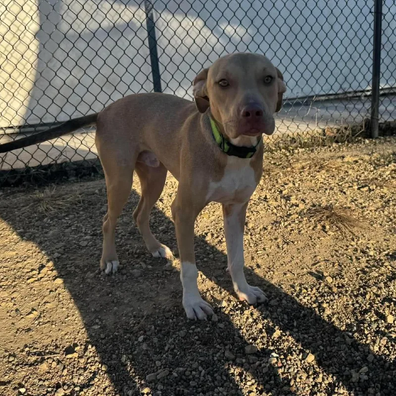A young small-sized male Mixed Breed dog named Nico for adoption in Monticello, IA