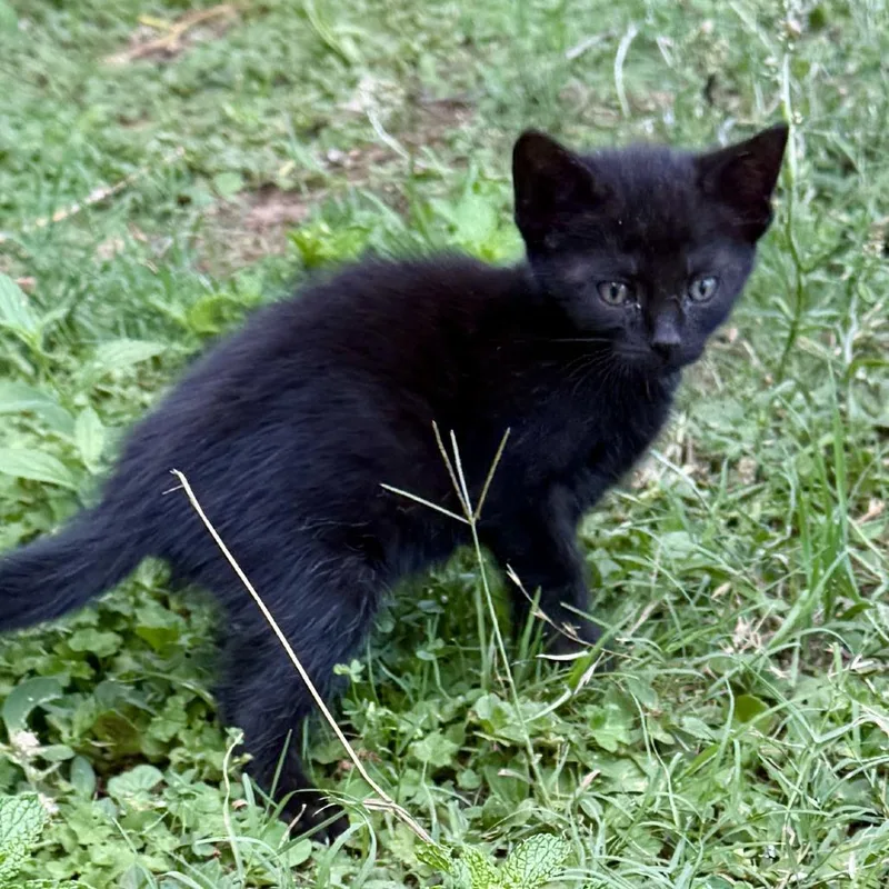 A baby small-sized female Black Domestic Short Hair cat named Wednesday for adoption in Enterprise, AL