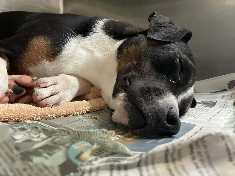 A young medium-sized male Tricolor (Brown, Black, & White) Labrador Retriever dog named Riblet for adoption in Parma, OH