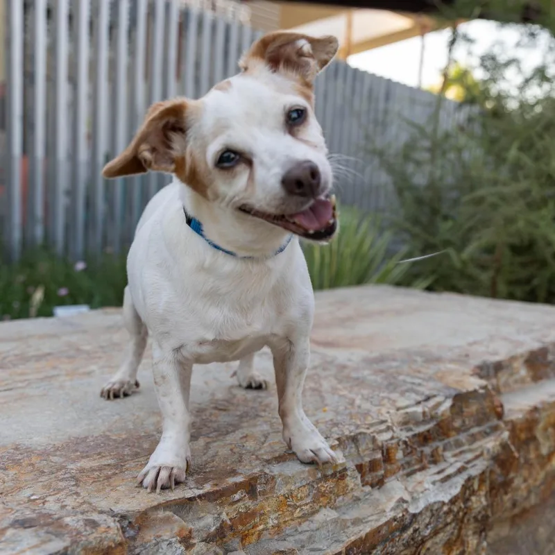 A senior small-sized female White / Cream Chihuahua dog named Mamas for adoption in Palm Springs, CA