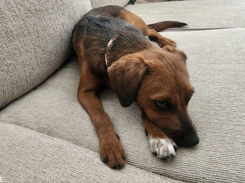 A young medium-sized male Red / Chestnut / Orange Irish Setter dog named Lucky for adoption in Elk Grove, CA