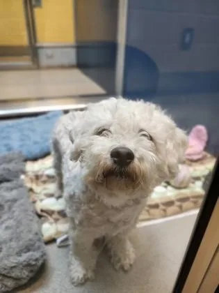 An adult small-sized male White / Cream Mixed Breed dog named Pavel for adoption in Bellingham, WA