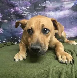 Scooby Doo thumbnail 2