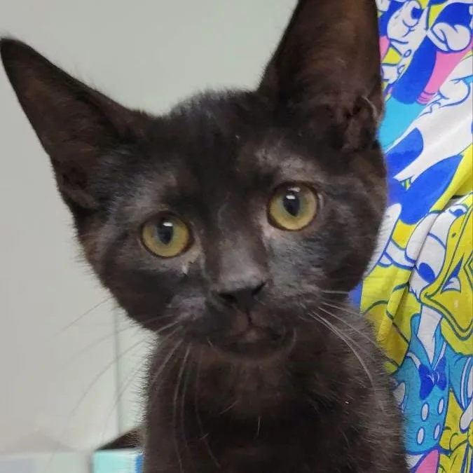 A baby medium-sized male Black Domestic Short Hair cat named Ike for adoption in Mazon, IL