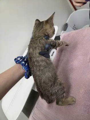 A baby small-sized female Gray / Blue / Silver Domestic Short Hair cat named Pearl Milling Co. for adoption in Sacramento, CA