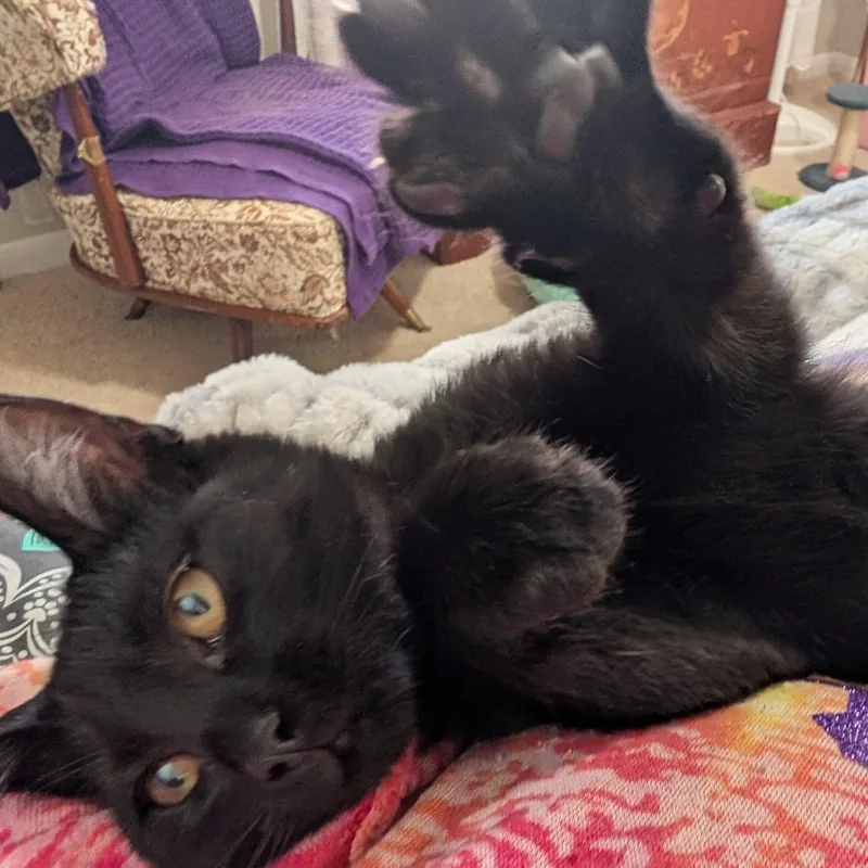 A young small-sized female Black Domestic Short Hair cat named Obsidian for adoption in Milan, IL