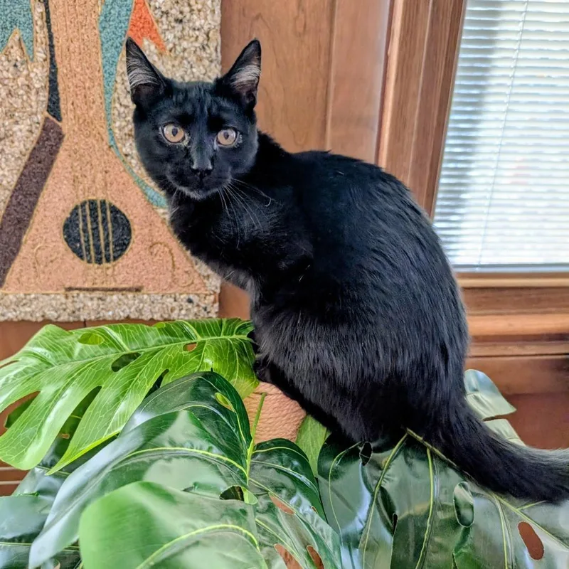 Obsidian thumbnail 2