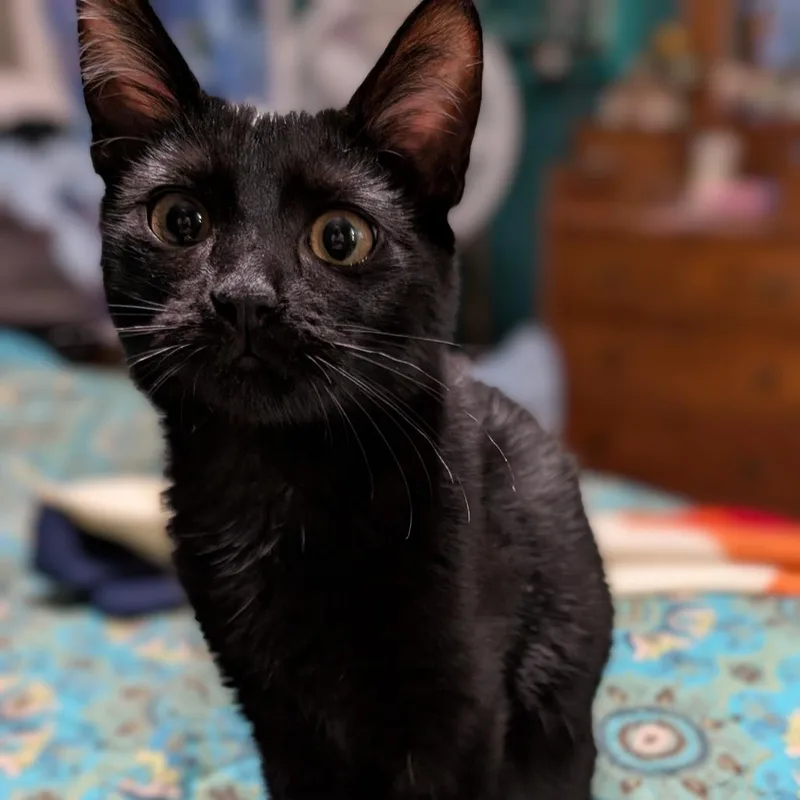 Obsidian thumbnail 3