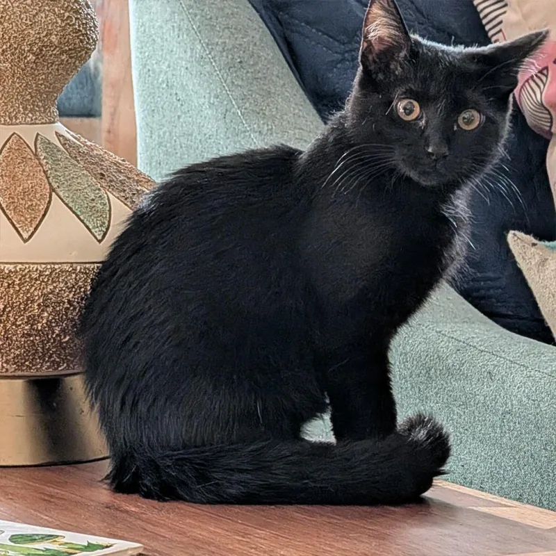 Obsidian thumbnail 4