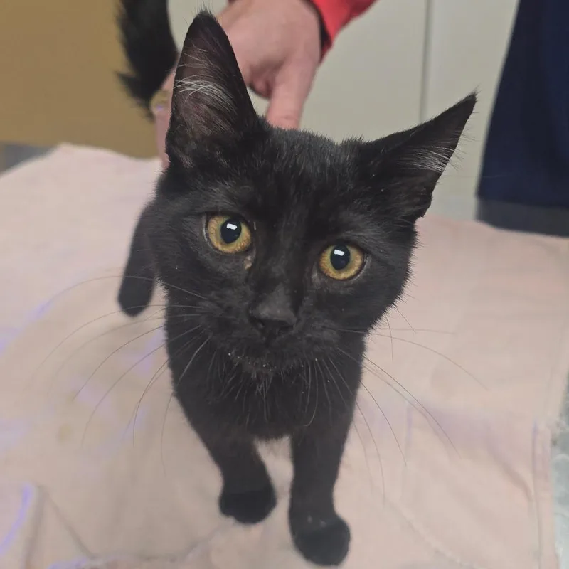 Obsidian thumbnail 5