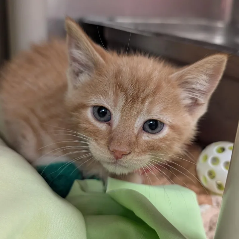 A baby small-sized male Orange / Red Domestic Short Hair cat named Tango for adoption in Huntsville, AR