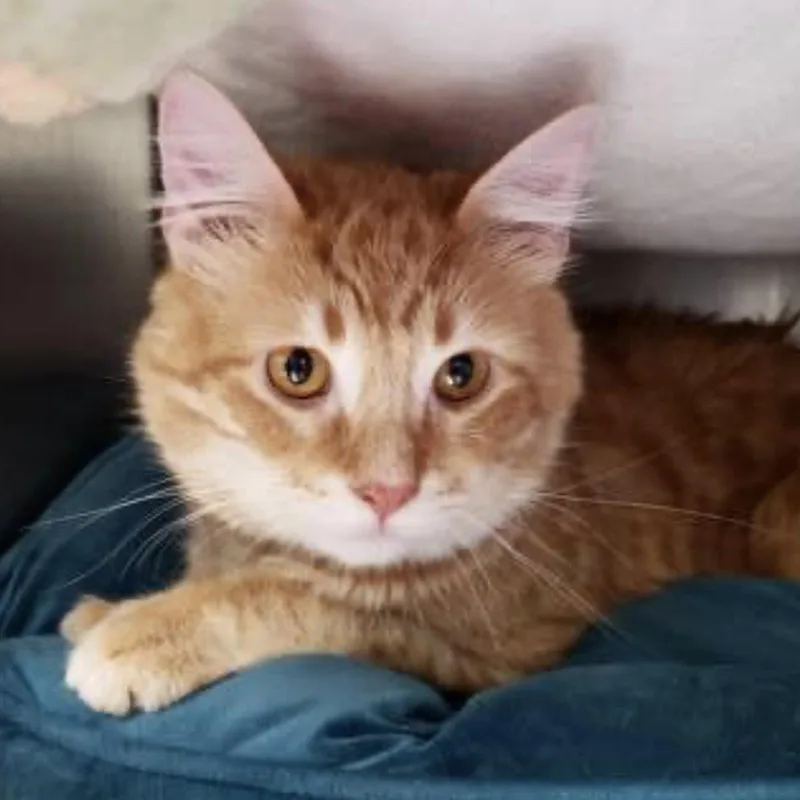 An adult medium-sized male Orange / Red Domestic Short Hair cat named Morris for adoption in Oakland, CA