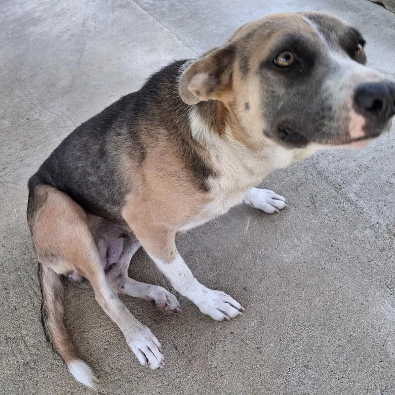 An adult medium-sized female Mixed Breed dog named Leona for adoption in Lyons, GA
