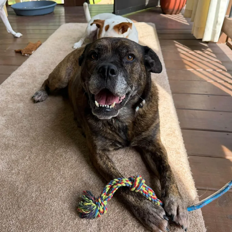 An adult medium-sized female English Bulldog dog named Gloria for adoption in atlanta, GA