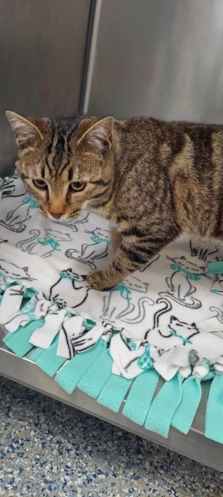 A baby medium-sized male Domestic Short Hair cat named Wonton for adoption in Athens, AL