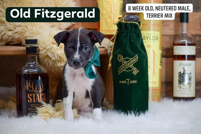 A baby medium-sized male Terrier dog named Old Fitzgerald for adoption in Sevierville, TN