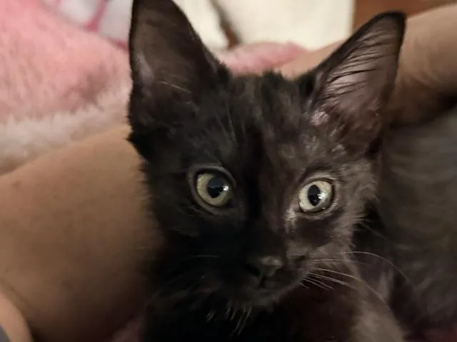 A baby small-sized female Black & White / Tuxedo Domestic Short Hair cat named Paige for adoption in Beaufort, SC