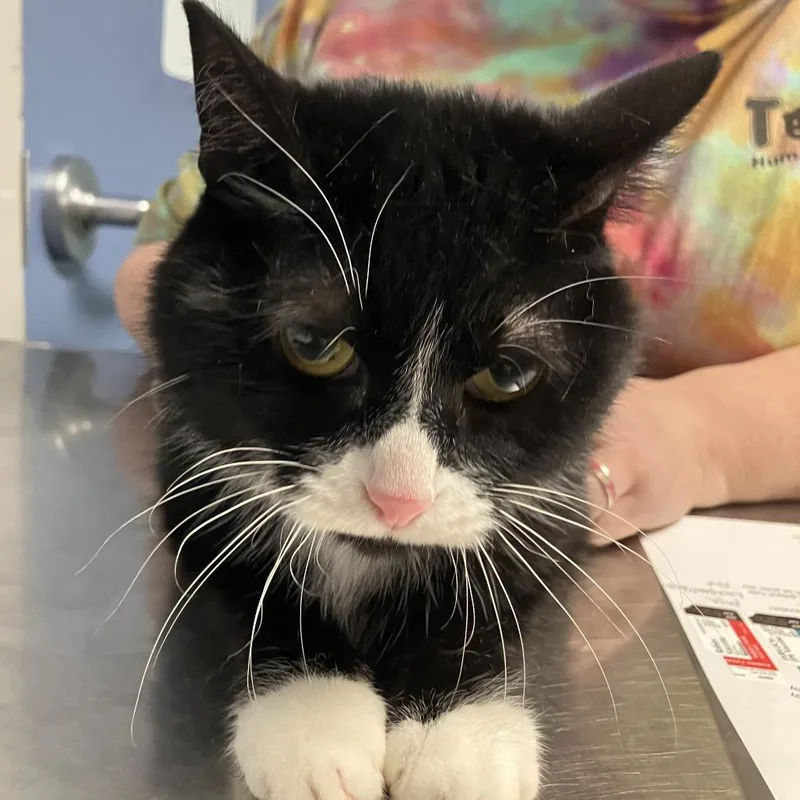 A senior medium-sized female Black Domestic Short Hair cat named Nina for adoption in DeKalb, IL