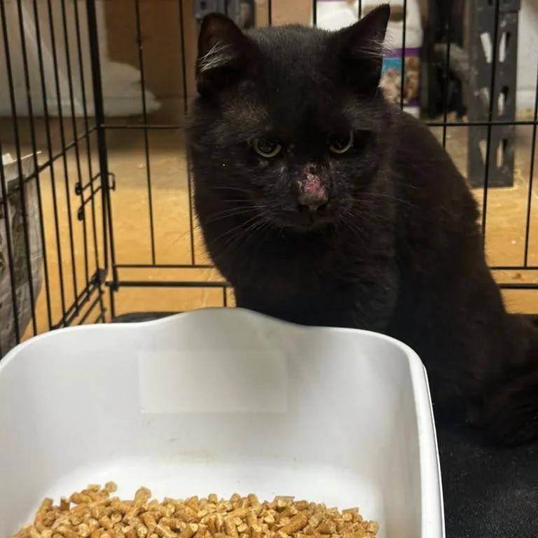 An adult medium-sized male Black Domestic Short Hair cat named Edgar for adoption in Gadsden, AL