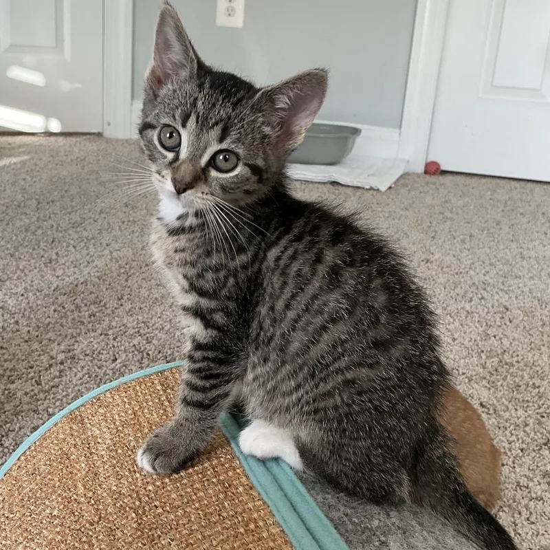 A baby small-sized female Brown / Chocolate Domestic Short Hair cat named Izzy for adoption in Potomac, MD