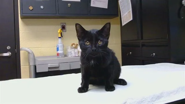 A baby medium-sized male Domestic Short Hair cat named Tether Ball for adoption in Cookeville, TN
