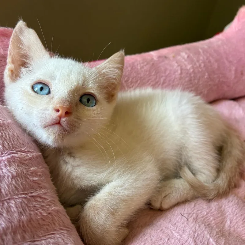 A baby small-sized male Domestic Short Hair cat named Grape for adoption in Cumming, GA