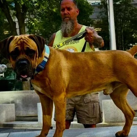 A young large-sized male Brown / Chocolate Mastiff dog named Atlas for adoption in Buffalo, NY