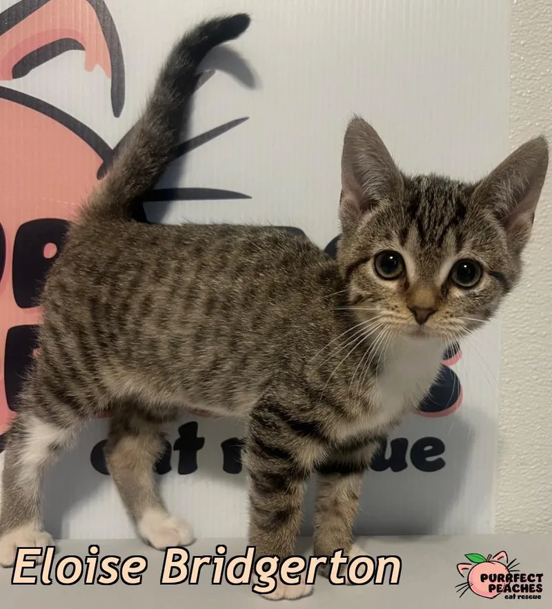 A baby medium-sized female Domestic Short Hair cat named Eloise Bridgerton for adoption in Douglasville, GA