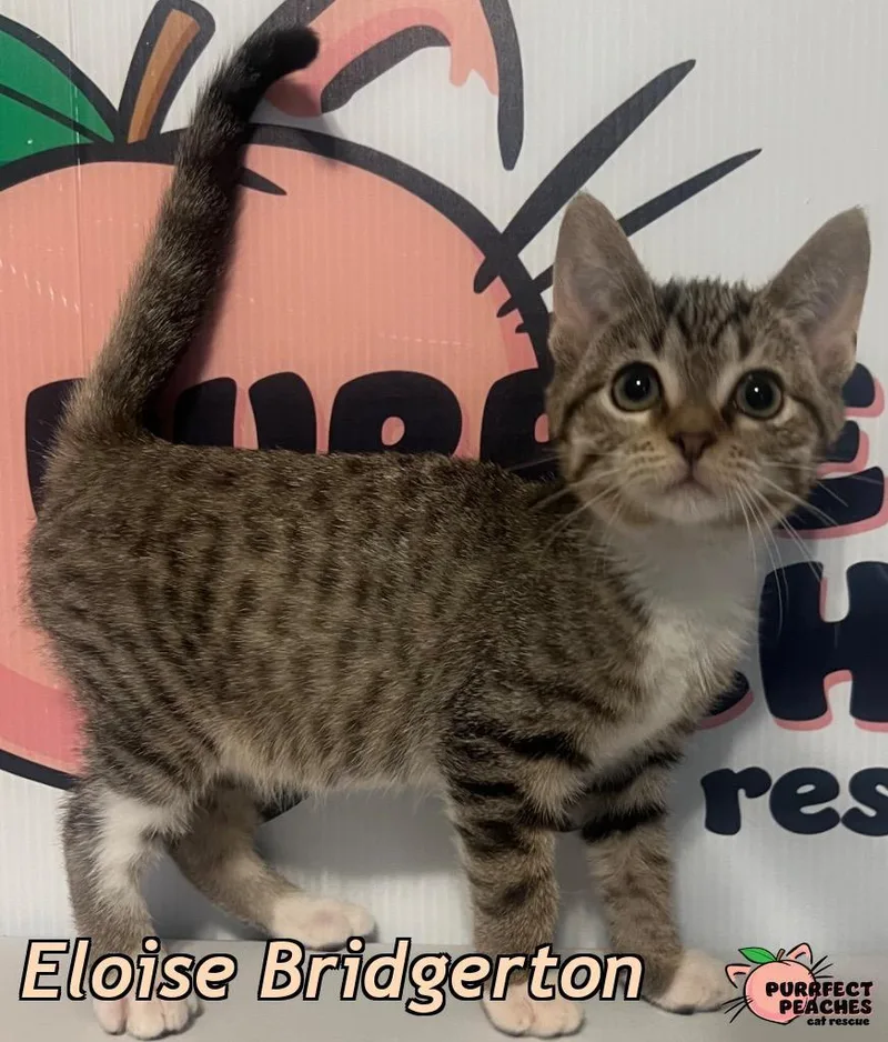 Eloise Bridgerton thumbnail 2