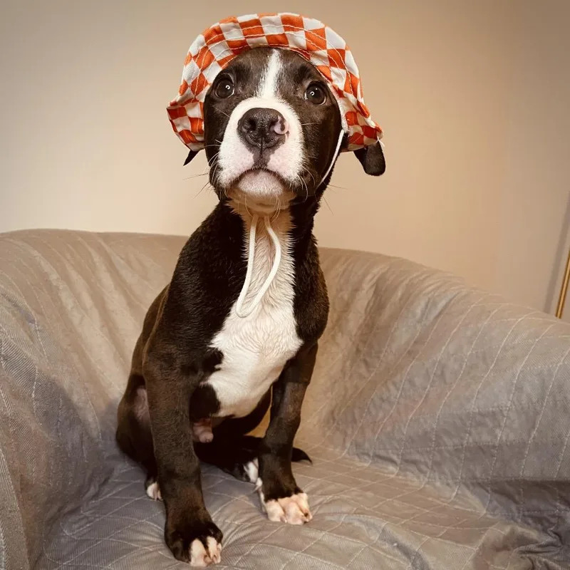 A baby small-sized male Black Pit Bull Terrier dog named Tide Pod for adoption in Columbia, MO