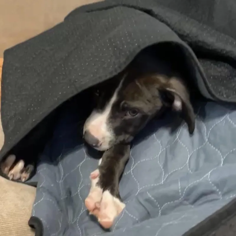 Tide Pod thumbnail 2