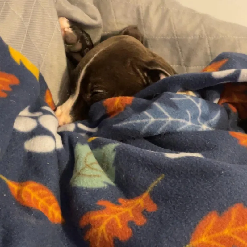 Tide Pod thumbnail 3