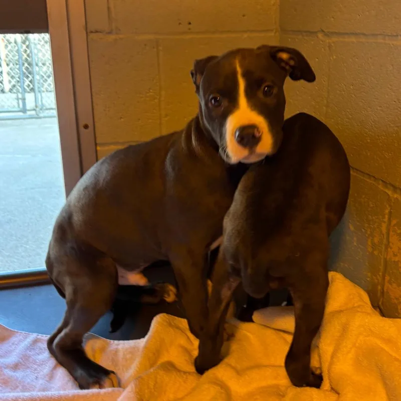 Tide Pod thumbnail 4