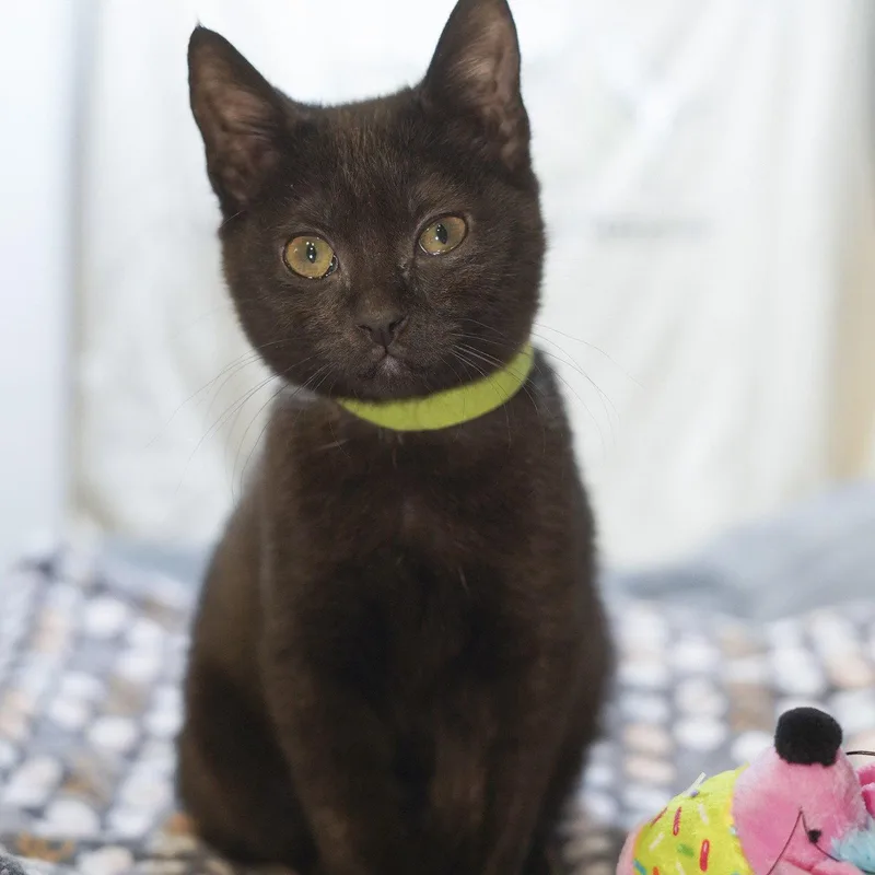 A baby medium-sized female Black Domestic Short Hair cat named Midori for adoption in Garland, TX