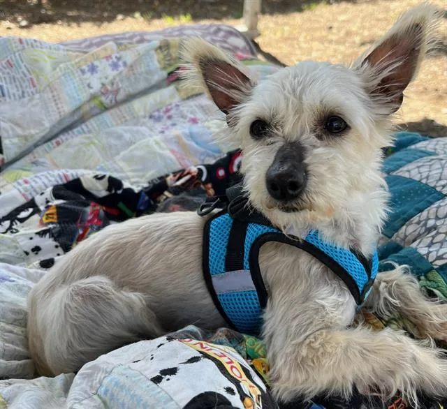 An adult small-sized female Yorkshire Terrier dog named Dottie for adoption in Santa Rosa, CA