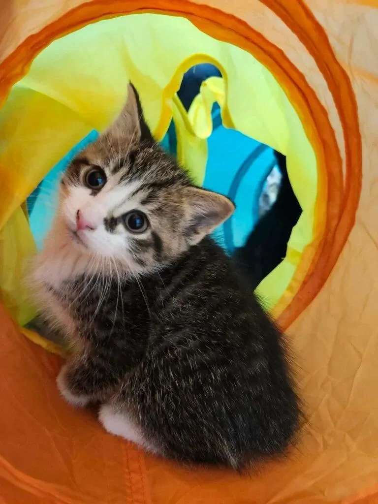 A baby medium-sized male Tabby (Buff / Tan / Fawn) Domestic Short Hair cat named Boone for adoption in Reynoldsburg, OH